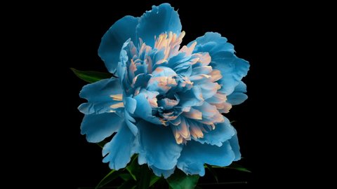 Beautiful blue Peony background. Blooming peony flower open, time lapse 4K UHD video timelapse. Easter, spring, Valentine's day, holidays concept