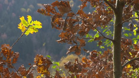 leaves oak tree branch autumn 4k nature green brown outdoor