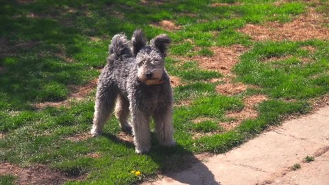 Purebred Pumi dog standing and looking around in a garden on a sunny day