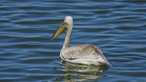 A lone juvenile pelican swims in a lake