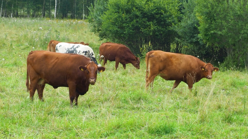 Cow Mate Stock Video Footage - 4K and HD Video Clips | Shutterstock