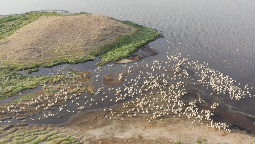 
Aerial view of wildlife of Tanzania. Drone flying over pink flamingo birds standing on the shores of Lake Natron.
