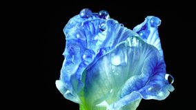  4K UHD video. butterfly pea flowers and selective focus. Pea flower, Herbal Plant Concept on blackgound