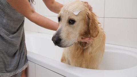 Golden retriever dog during washing by girl in bathroom