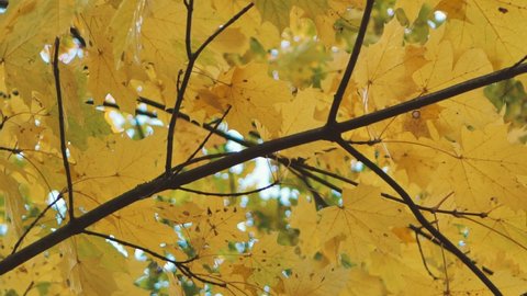 Yellow maple leaves in the branches move in the wind - Βίντεο στοκ
