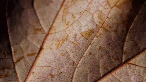 4K Close up of a colorful and beautifully textured autumn leaf. Macro video. The elegant shadows and highlight bring the delicate texture of the autumn leaf to life. Stone background.
