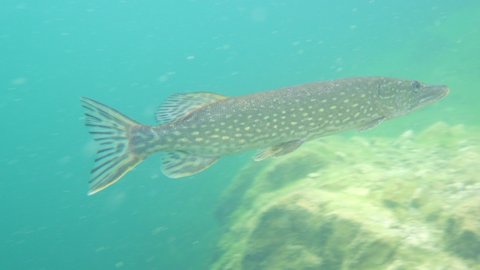 Adventurous footage of active wild pike in nature habitat, fish cryptically coloured. Huge water volume with offshore vegetation in green tones color with big fish in the middle.
