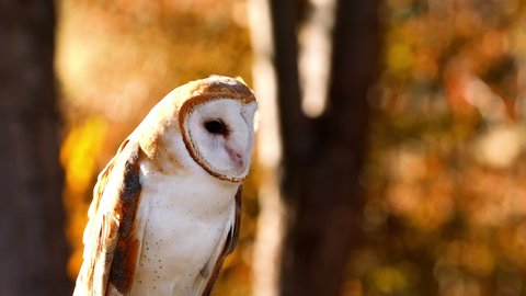 Close-up of a Barn Owl in the morning light