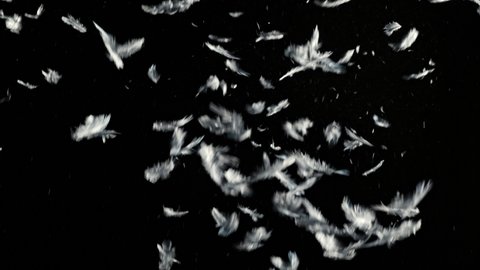 Large clump of feathers falling against black background shot in studio
