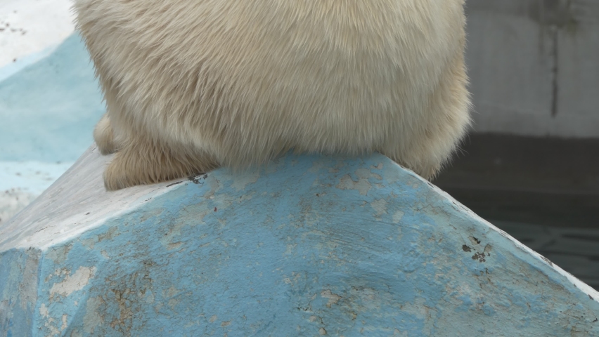 Polar bear. A polar bear sits on a rock in the zoo