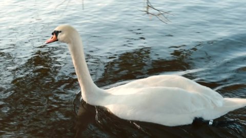 White swan swims along the lake in search of a female bird. Preparatory period for mating birds. A beaver swims nearby. Bird watching is the job of an ornithologist.