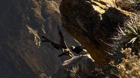 A young condor (Vultur gryphus) learns to fly in the Colca Canyon in Arequipa. The adult male is approximately up to 55 inches tall and 130 inches wide with outstretched wings. 