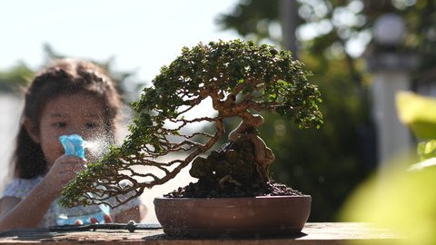Little child Asia girl enjoy watering Bonsai Tree in the morning, Bonsai is a Japanese art form which utilizes cultivation techniques to produce, in containers, small trees that mimic the scale.