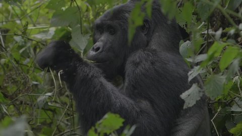 A gorilla eats in the middle of the rainforest, Bwindi National Park, in Uganda. Males are approximately 1.65 to 1.75 m tall and weigh between 140 and 200 kg.