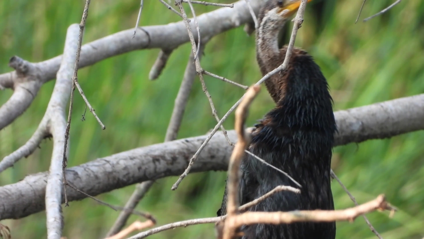 Anhinga chilling on pond ...
