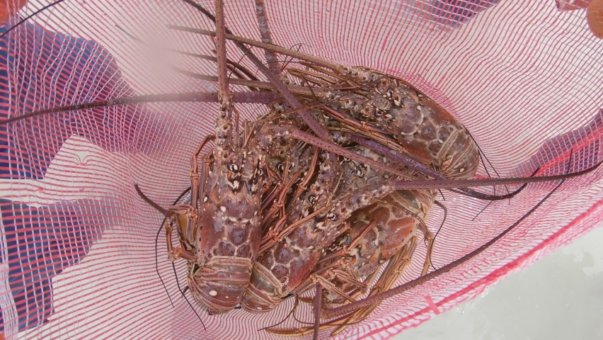 view from the bag, fisherman puts lobster for sale rural fresh fish market spiny lobster (Panulirus argus)