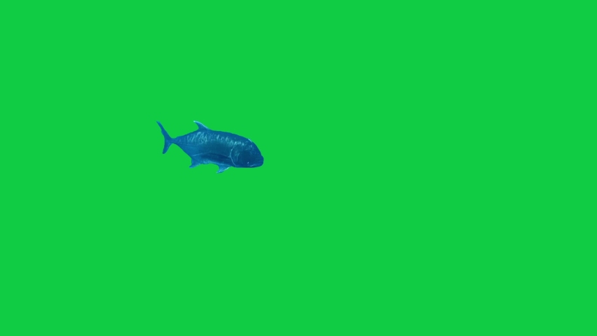 Isolated fish on green screen - tropical  Royalty-Free Stock Footage #1061686495