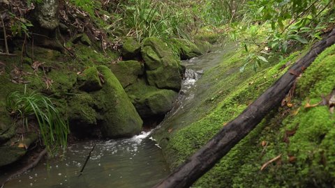 A fast creek flows through big rocks covered with a bright green moss in a rain forest.