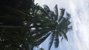 large green palms sway in the wind. A bright sunny day. Vertical video