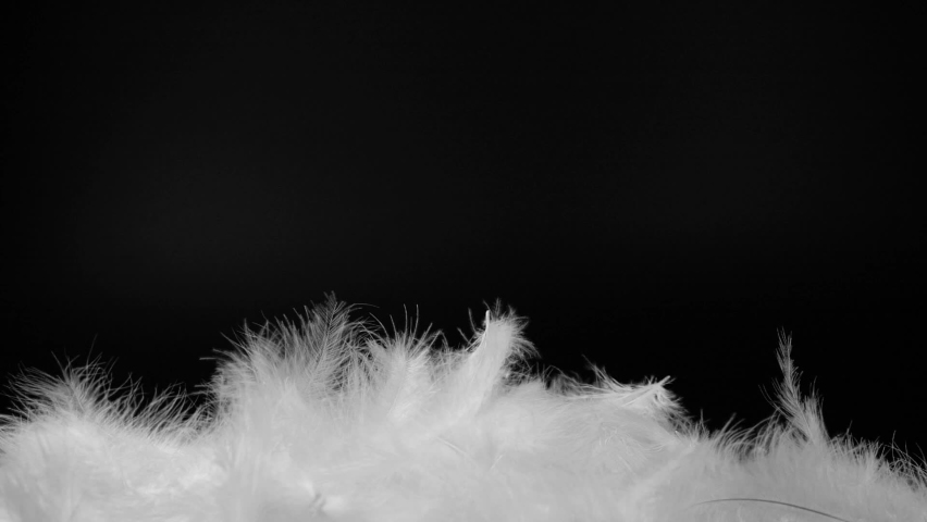 Slow motion of white fluffy feathers falling and flying over black background Royalty-Free Stock Footage #1061690431
