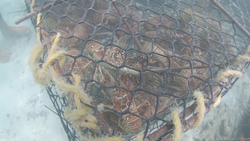 group spiny lobster inside underwater trap (Panulirus argus) los roque los roques venezuela