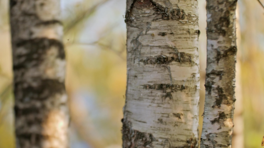 Three birches in the forest, sunny day, autumn, soft focus pull Royalty-Free Stock Footage #1061694385