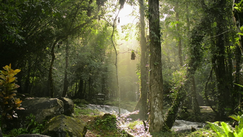 Sun rays break through the foliage of magnificent green trees in the jungle. Magical summer forest. Fresh water flowing over the rocks among tropical plants. Thailand. Royalty-Free Stock Footage #1061695009