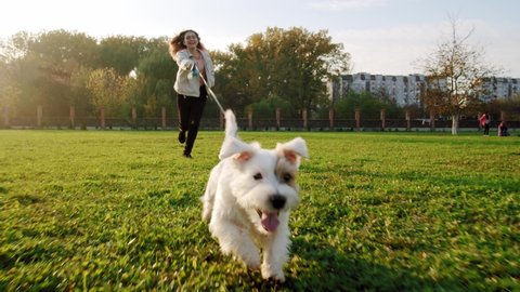 Jack Russell Terrier dog happily runs with a girl on the grass in a nature park, slow motionの動画素材