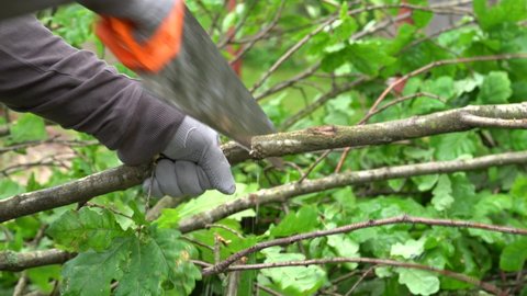 A man's hand with a hacksaw saws through a flexible oak branch