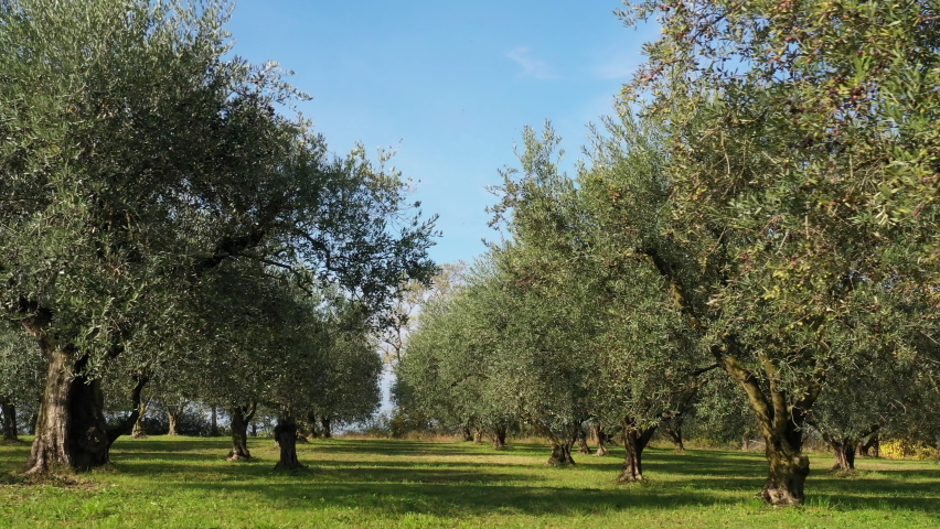 Moving between olive trees in beautiful sunny morning just after sunrise. Slider shot behind tree  between olive trees. Ripe olives on the trees. Olives on trees before harvest. Olive grove. | Shutterstock HD Video #1061697037
