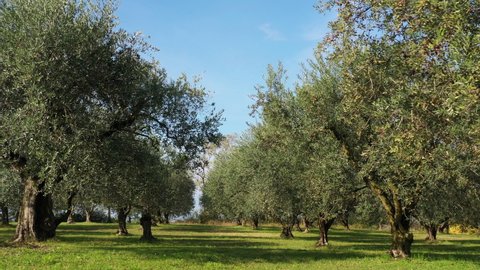 Moving between olive trees in beautiful sunny morning just after sunrise. Slider shot behind tree  between olive trees. Ripe olives on the trees. Olives on trees before harvest. Olive grove.