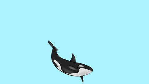 the killer whale swims in a circle. screen video splash screen. 4k video illustration.