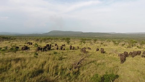 Herd of Elephants moving through lush green grass in Kwazulu Natal, South Africa.