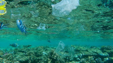 A lot of plastic and other debris slowly drifts under surface of the water, tropical fish swim around it, on background is beautiful coral reef. Plastic pollution on Red Sea, Egypt. 