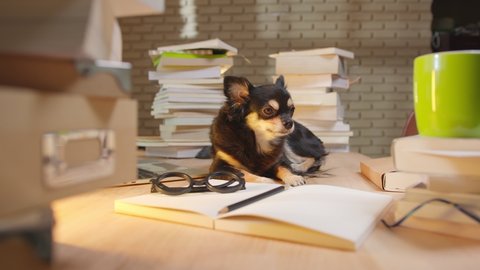 lazy white puppy black fur chihuahua dog working with laptop and notebooks morning light from window work at home concept