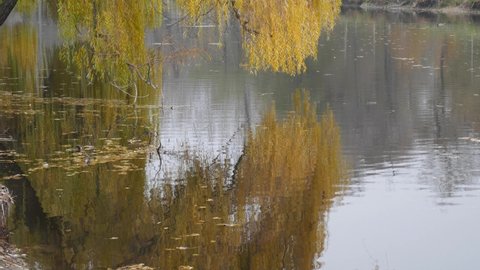 Autumn background - weeping willow with yellow leaves on the branches over the lake in the park.