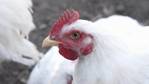 Broiler rooster with red comb and tufted. Close-up