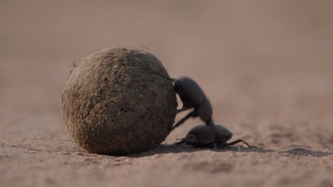 Dung beetle rolling a large dung ball