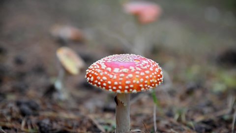 Closeup of  a fly agarics in the forest. Close up of fly amanitas in the forest. Mushroom picking in a conifer forest.