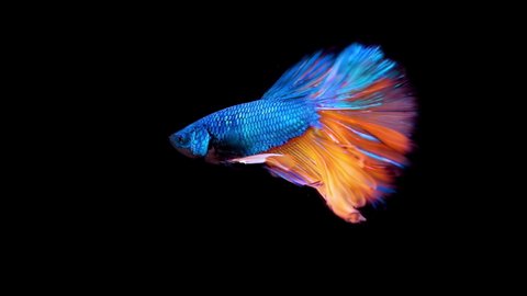 The colorful Siamese Elephant Ear Fighting Fish Betta Splendens, also known as Thai Fighting Fish or betta, a popular aquarium fish in super slow motion on isolated black background