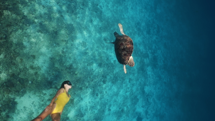 Large turtle and young girl swimming underwater together in slow motion. Active holidays on islands, on coast of ocean or sea. Freediving or snorkeling trips. Unique contact with tropical animals. | Shutterstock HD Video #1061715085