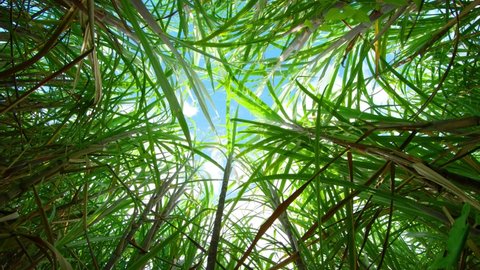 View of a blue sky. filtered through the overhead leaves of sugarcane. on a plantation in Mauritius.