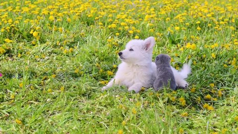 White puppy hugging a kitten on a dandelion field