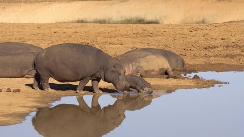 Hippopotamus mother and calf Entering the lake