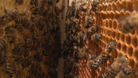 Inside a beehive. A honeycomb close up, a honey bee colony. Organic beekeeping