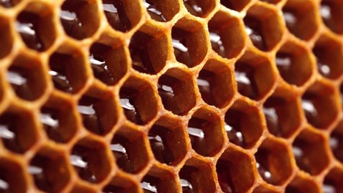 Fresh honey in a honeycomb close up. Organic beekeeping. Organic Honey Bee Farm. Rural beekeeping