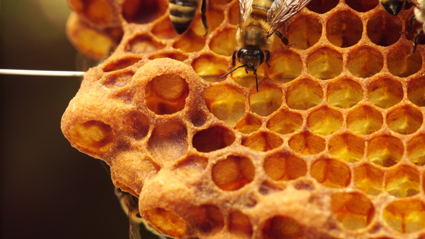 Queen cells along the edges of the combs, Swarm Cells. Swarming, Hive is preparing to swarm. Beekeeping (or apiculture). Bee colony in hive Royalty-Free Stock Footage #1061728153