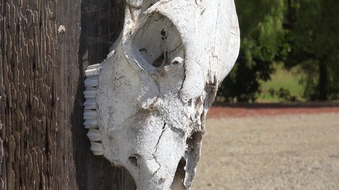 CALIFORNIA - CIRCA 2020 - A cow skull hung on a post at a dude ranch in the Santa Ynez Mountains ranching farm.
