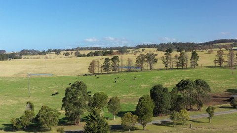 NEW SOUTH WALES, AUSTRALIA - CIRCA 2020 - Great aerial shot of cattle grazing in Moruya, New South Wales, Australia and birds flying by.