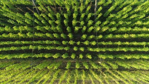 DRONE, TOP DOWN: Flying over a flourishing plantation full of hops plants climbing long strings. Flying over long rows of lush green hops growing in the fertile soil of the Slovenian countryside.